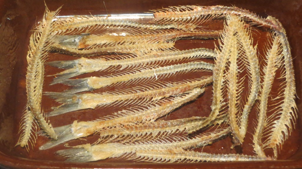espinas de anchoas recién extraídas